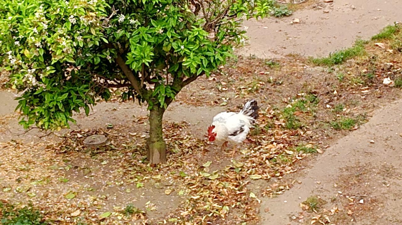 La Caseta Del Pitxo Deltebre Exterior foto